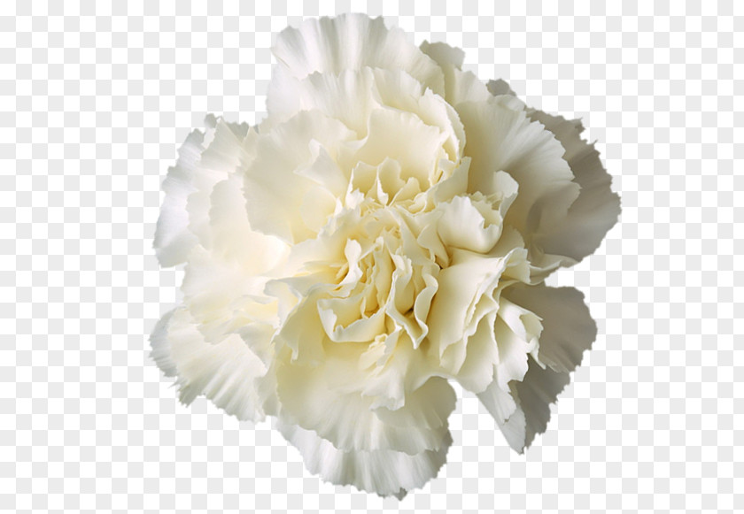 Flower Carnation Boutonnière White PNG