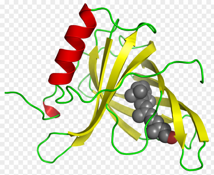 Gastrointestinal Retinol Binding Protein 4 Retinol-binding PNG