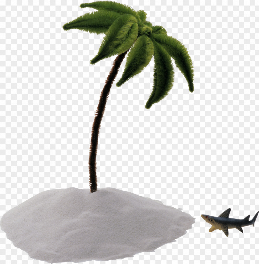 Island Arecaceae Tree Pipe Cleaner Stock Photography PNG
