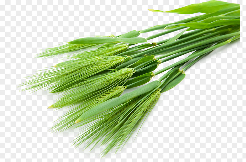 Barley Juice Wheatgrass Food Health PNG