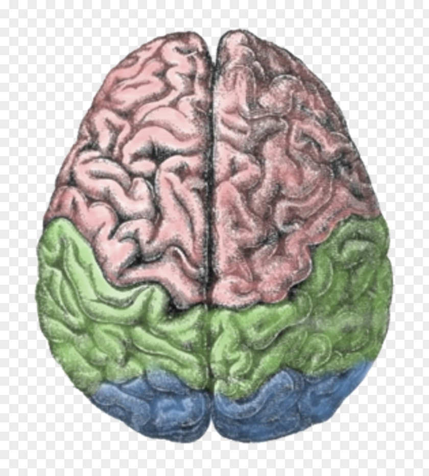 Brain Lobes Of The Cerebral Hemisphere Agy Meditation: For True Productivity & Serenity PNG