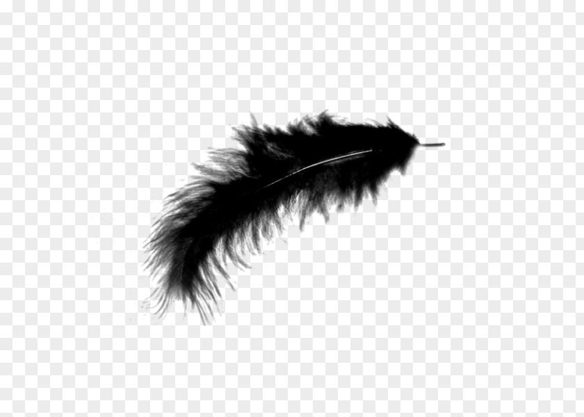 Feather USB Flash Drives Image File Formats PNG