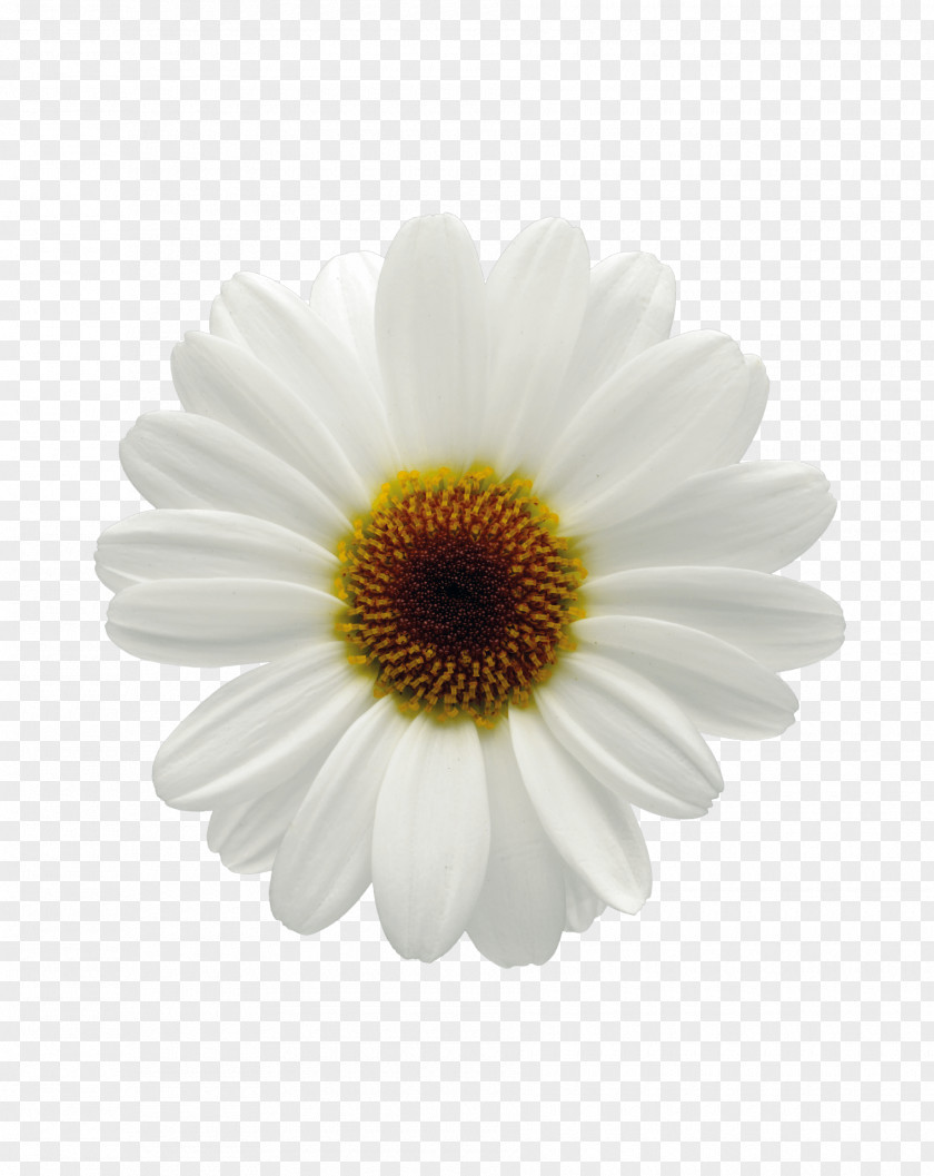Flower Common Daisy Oxeye Marguerite Chrysanthemum PNG