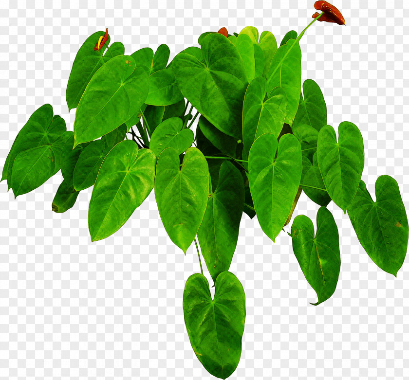 Plant Stem Herb Leaf Flower Green Houseplant PNG