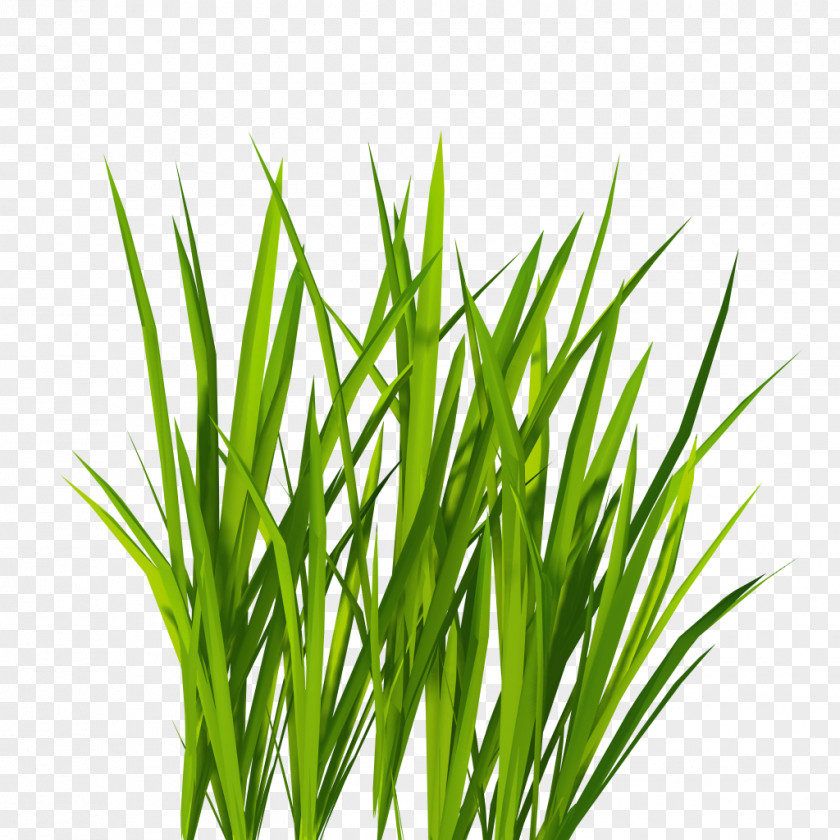 Grass PNG