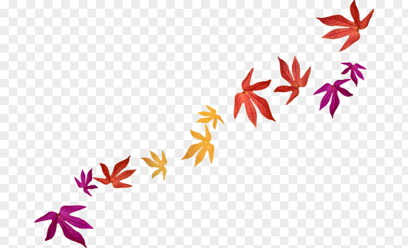 Leaf Blog LiveInternet Maple Clip Art PNG