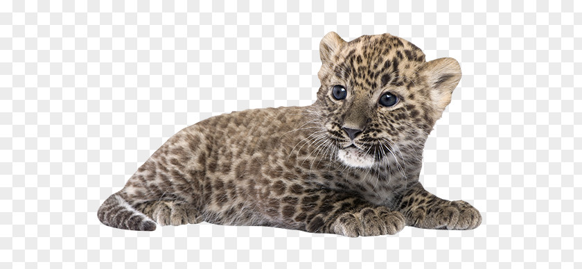 Leopard Cat Persian Felidae Lion Eurasian Lynx Stock Photography PNG