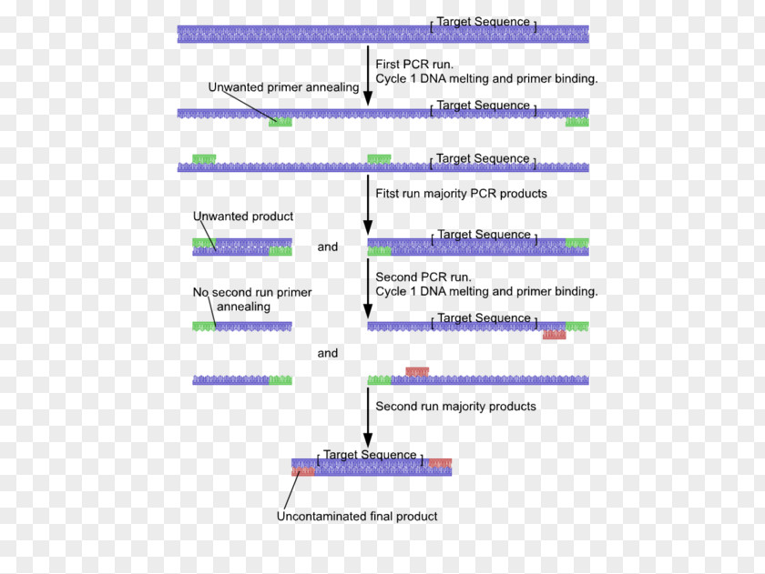PCR Nested Polymerase Chain Reaction DNA Primer PNG