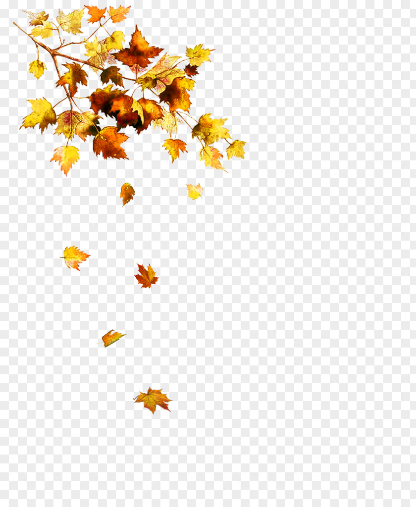 Autumn Leaf Clip Art PNG