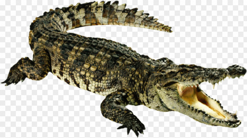 Crocodile Alligators Transparency Clip Art PNG