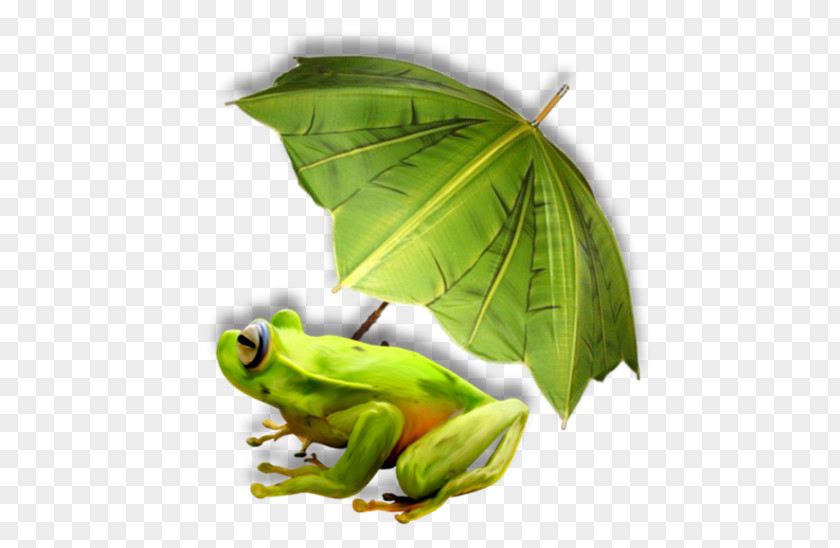 Frog Tree PNG