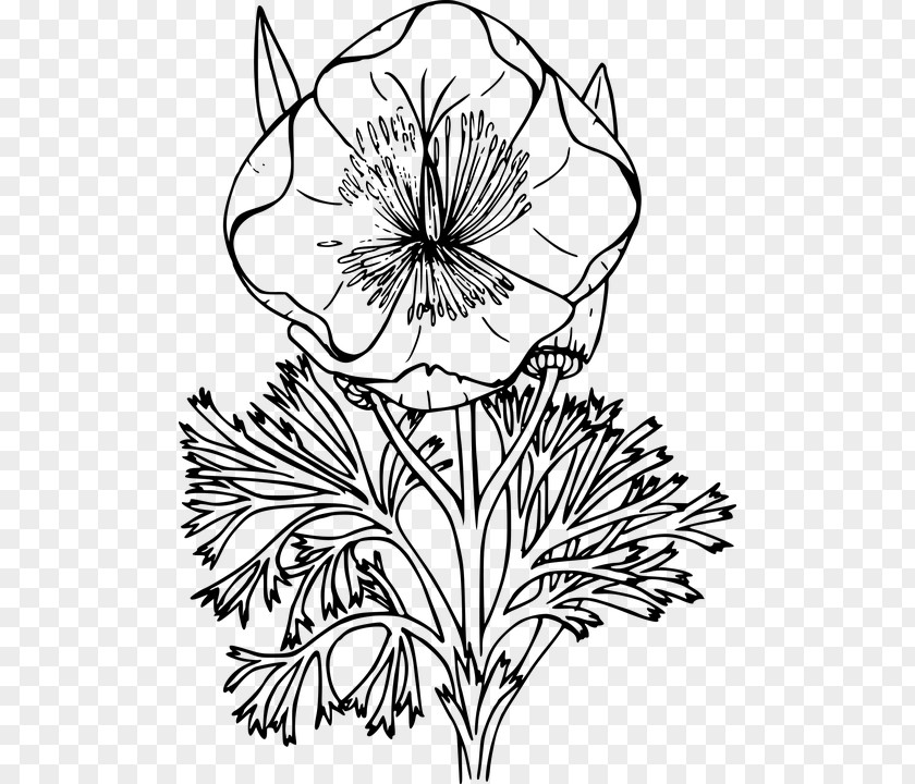 Herbaceous Plant Pedicel Flower Line Art PNG
