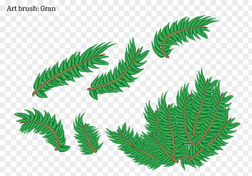 Illustrator Brushes Fir Fern Plant Stem Leaf Pine PNG