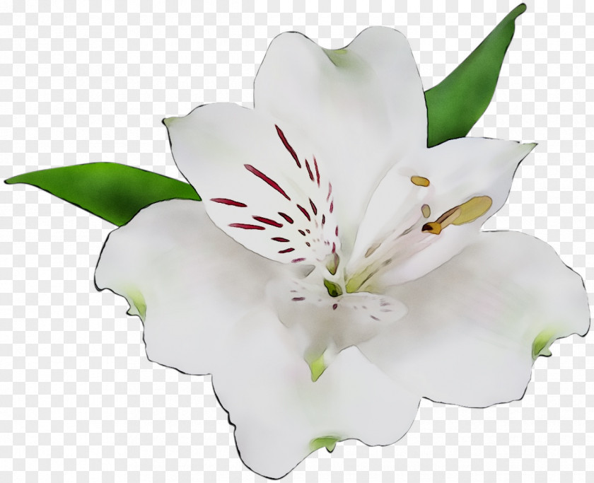 Lily Of The Incas Cut Flowers M PNG