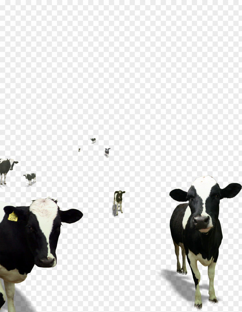 Milk Dairy Cattle Calf Baka Taurine PNG