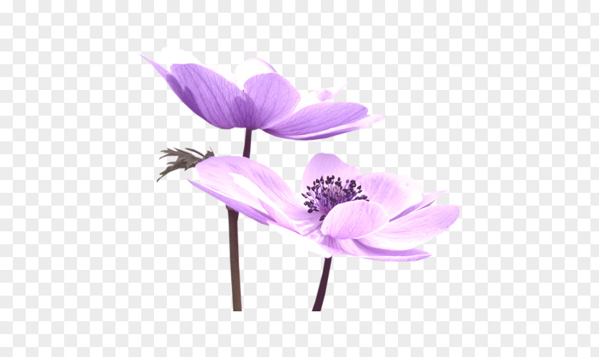 Purple Lotus Flower Nelumbo Nucifera PNG