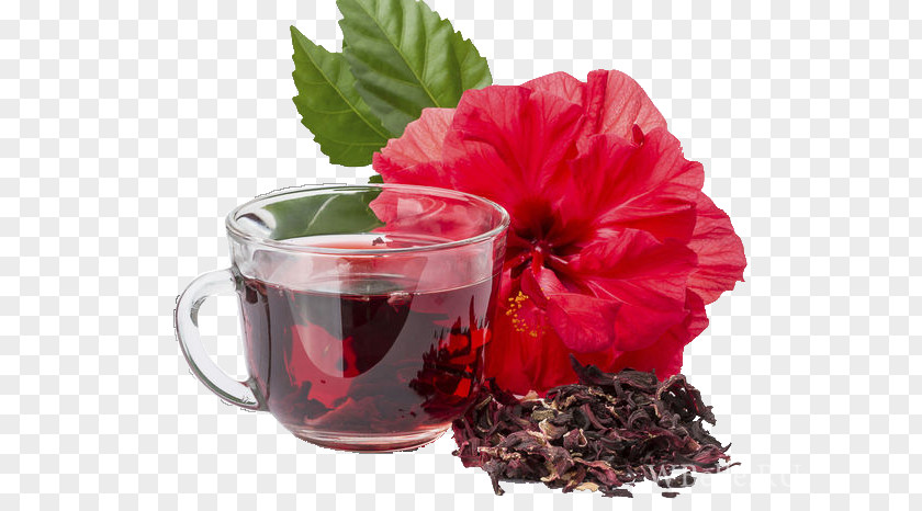 Tea Hibiscus Flowering Roselle Jamaican Cuisine PNG