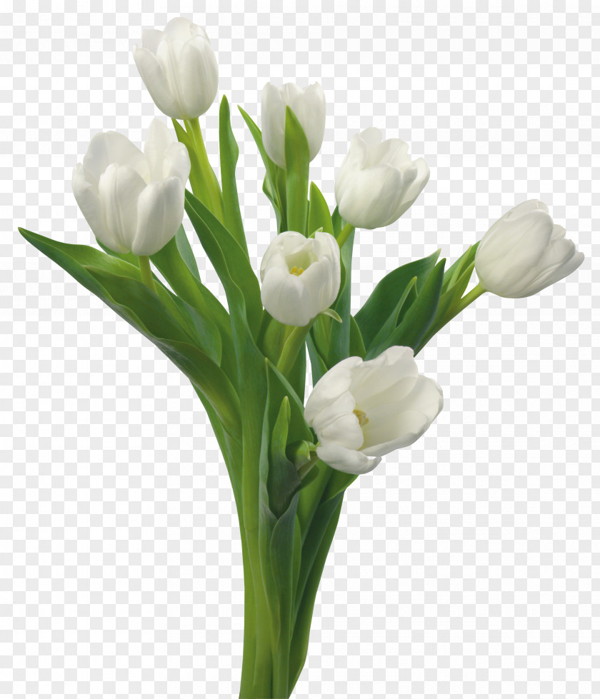 Tulip Flower Bouquet White Blue Rose PNG