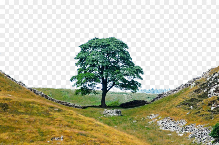 Col Tree Hadrians Wall Path Branch Roman Empire Hill PNG