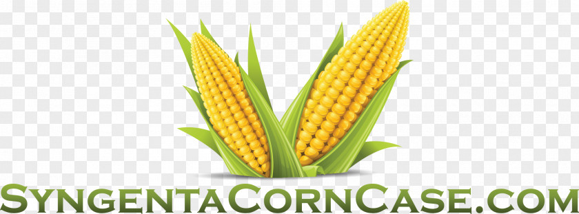 Corn On The Cob Flakes Maize Sweet Cornmeal PNG