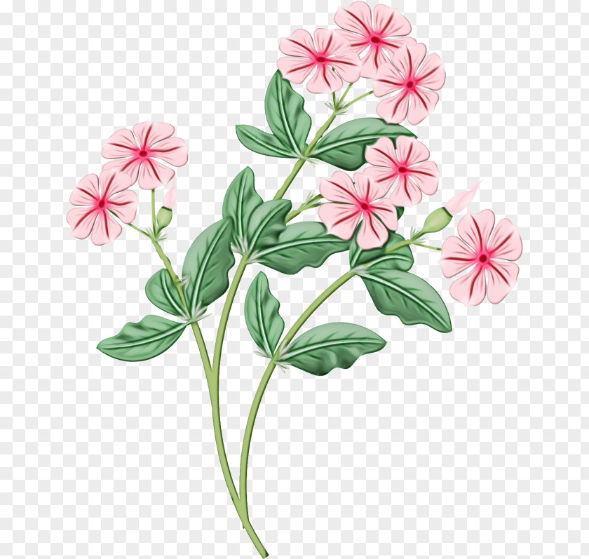 Geraniales Impatiens Watercolor Flower Background PNG
