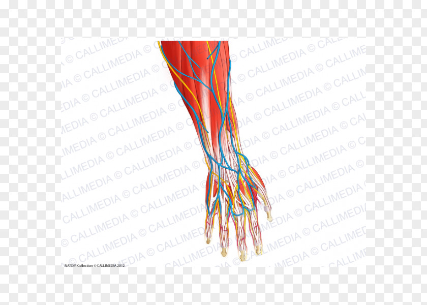 Hand Finger Nerve Blood Vessel Muscle Forearm PNG