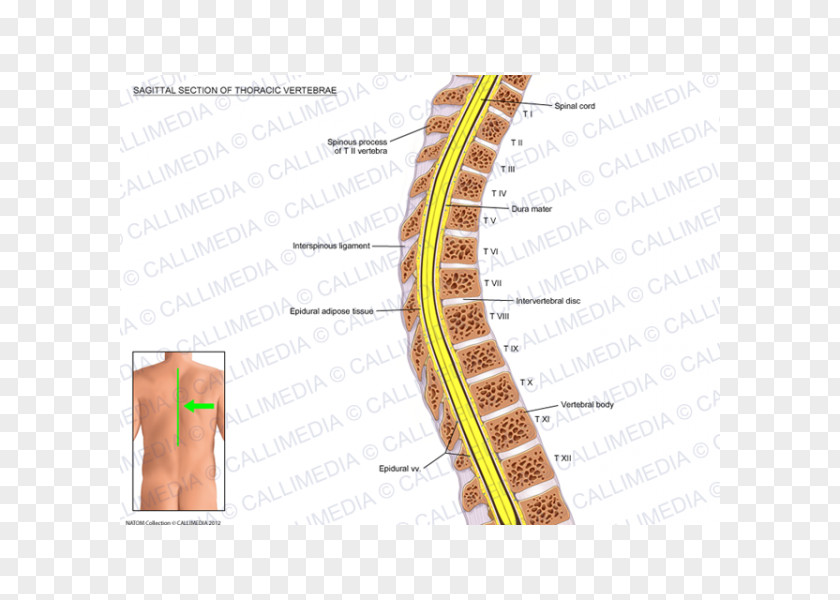 Thoracic Sagittal Plane Vertebral Column Anatomy Vertebrae Rachis PNG