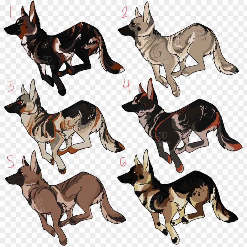 Sheperd Kunming Wolfdog German Shepherd Australian Kelpie Dog Breed PNG