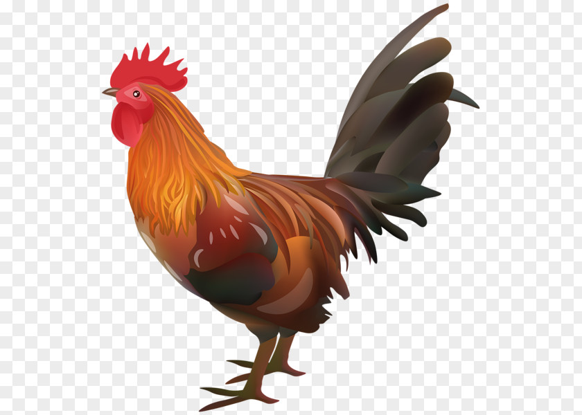 Tran Pennant Chicken Egg Rooster Vector Graphics Illustration PNG