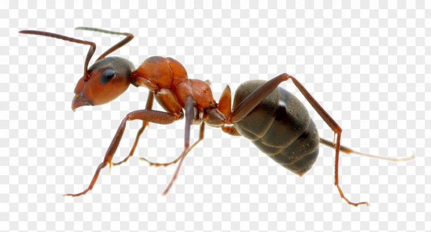 Ant Line Black Carpenter Garden Colony Termite PNG