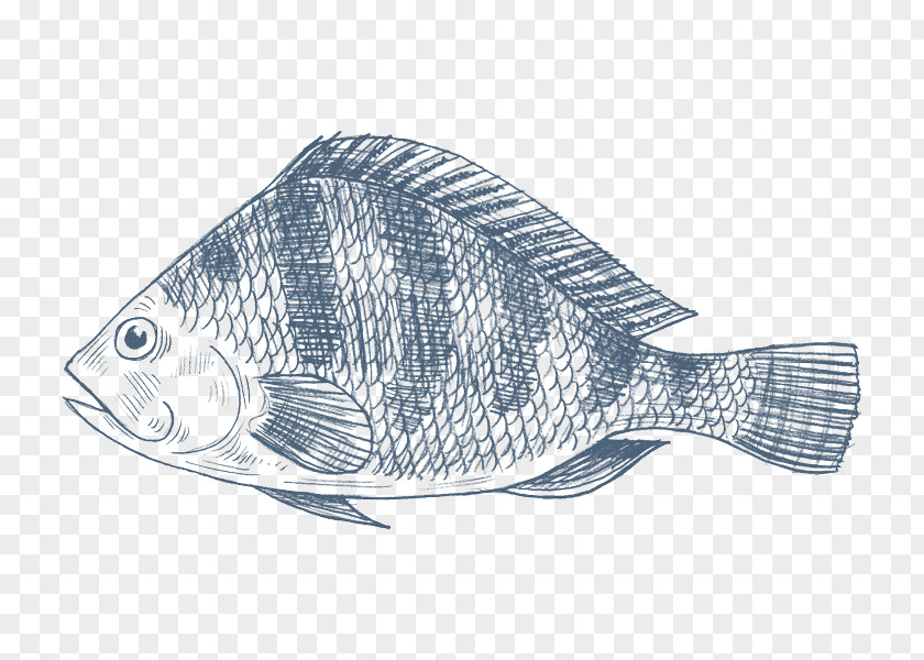 Fish Nile Tilapia Drawing Oreochromis Aureus PNG