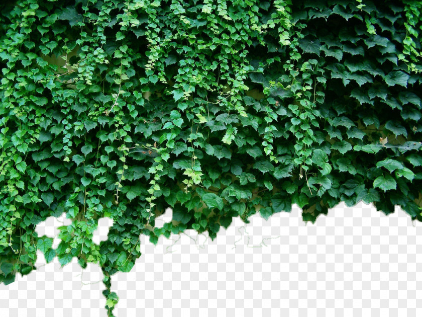 Green Wall Tiger Parthenocissus Tricuspidata Virginia Creeper Plant Vine PNG