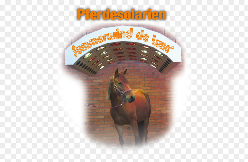 Horse Pferdesolarium Summerwind Pferdesolarien Text Stock Photography PNG