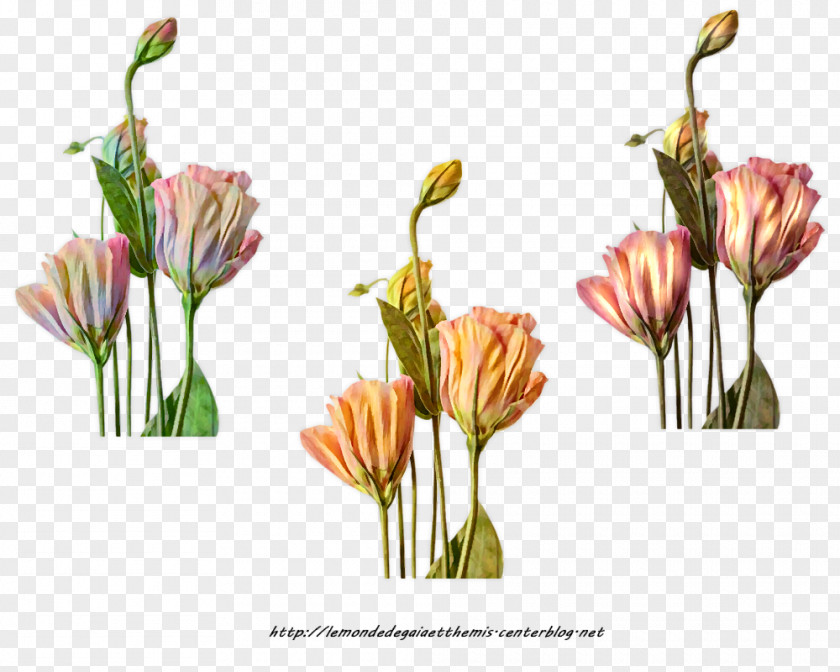 Flower Floral Design Cut Flowers Flowering Plant PNG