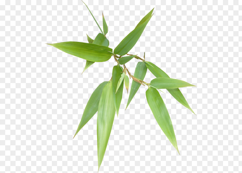 Green Bamboo Leaves Clip Art PNG