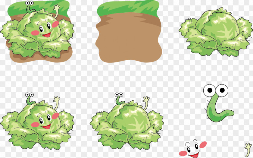 Insect Expression Vector And Cabbage Vegetable Cartoon Illustration PNG