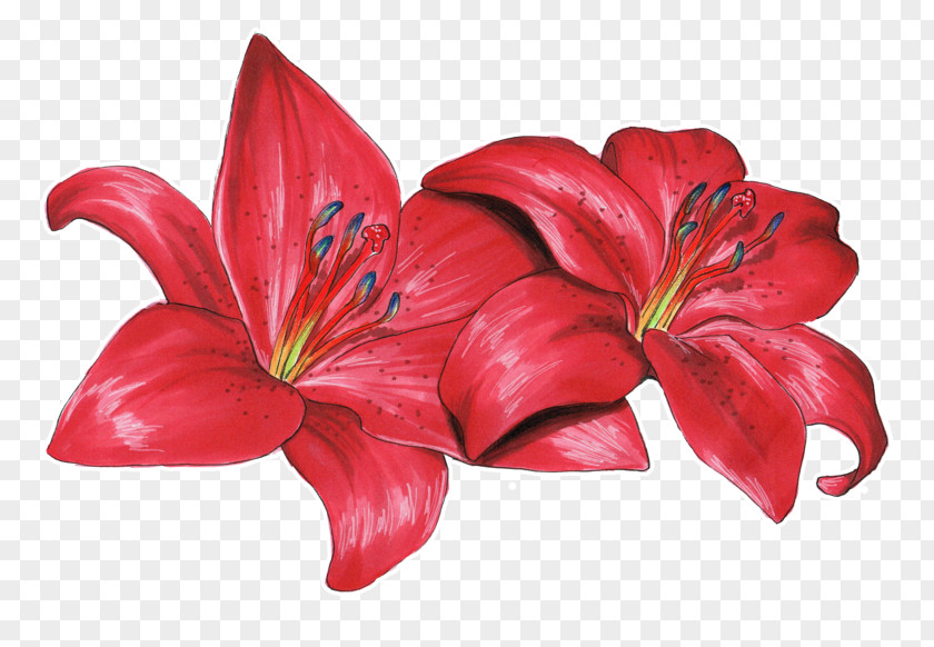 Lily Flower Drawing Lilium Philadelphicum Olsikowa PNG