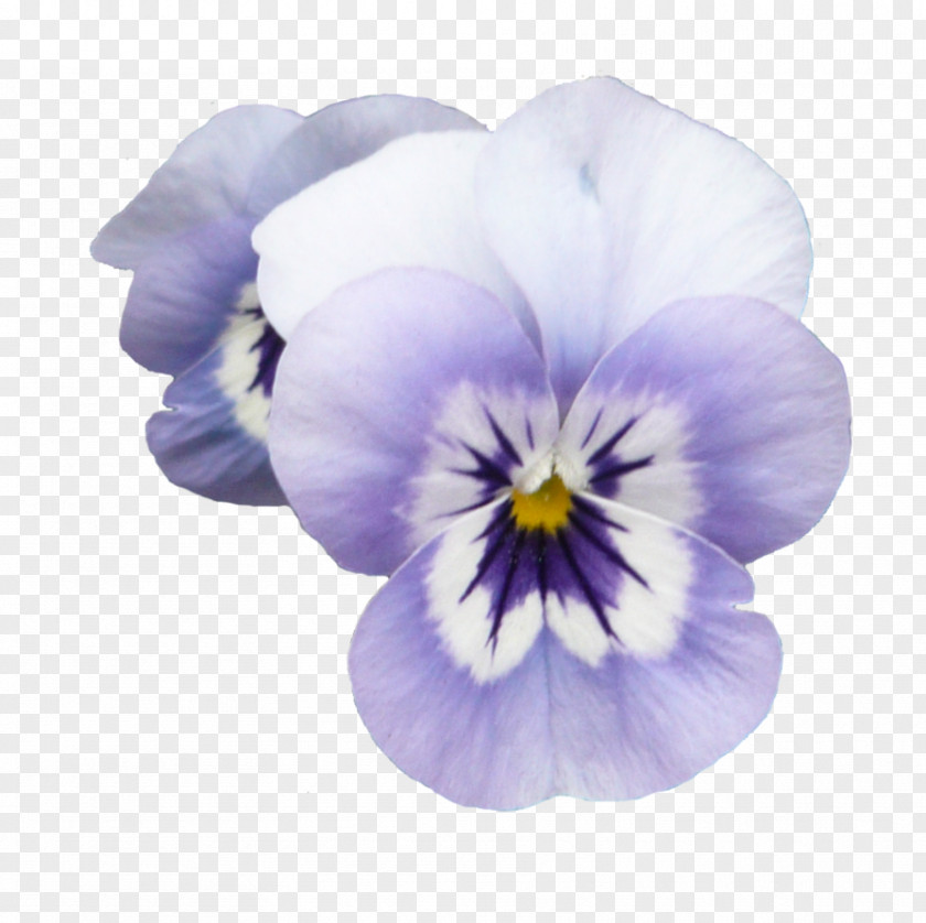 Purple Flowers Flower Violet Color PNG