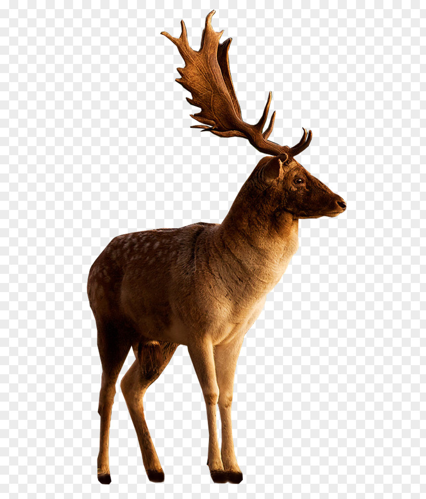 Moose Deer Image Photograph Adobe Photoshop PNG
