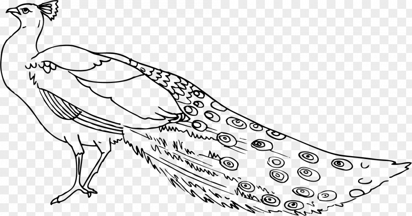 Peacock Cliparts Peafowl Black And White Free Content Clip Art PNG