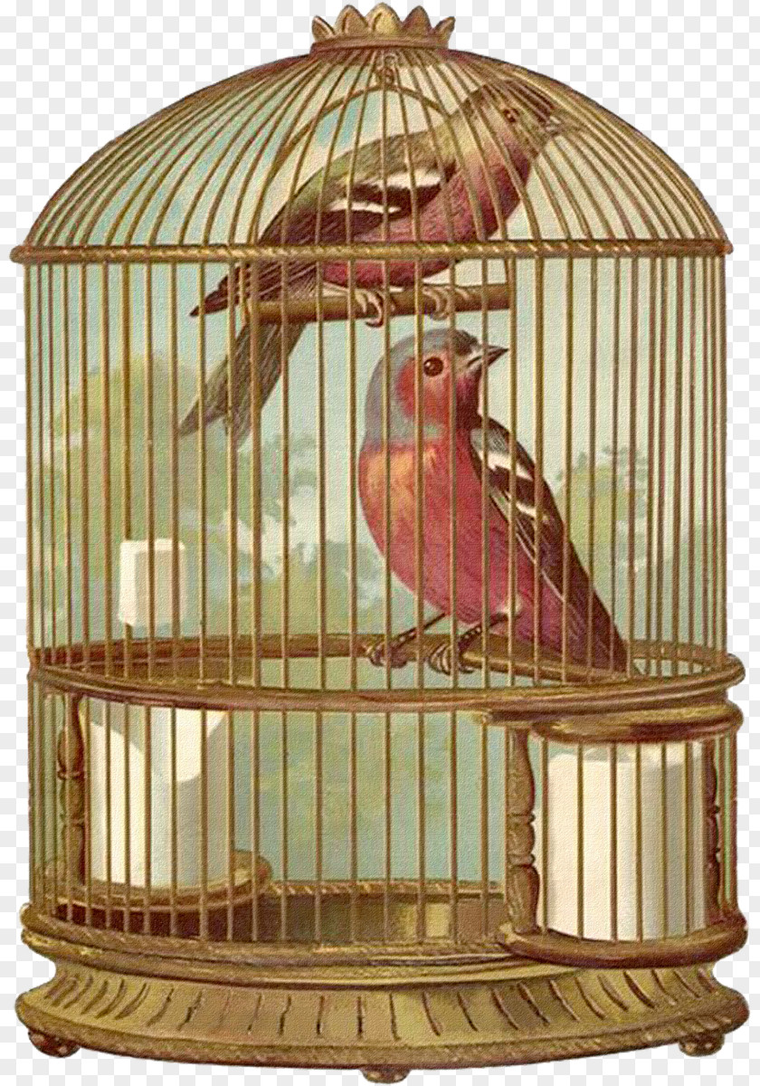 Bird Cage Birdcage Parrot Domestic Canary PNG