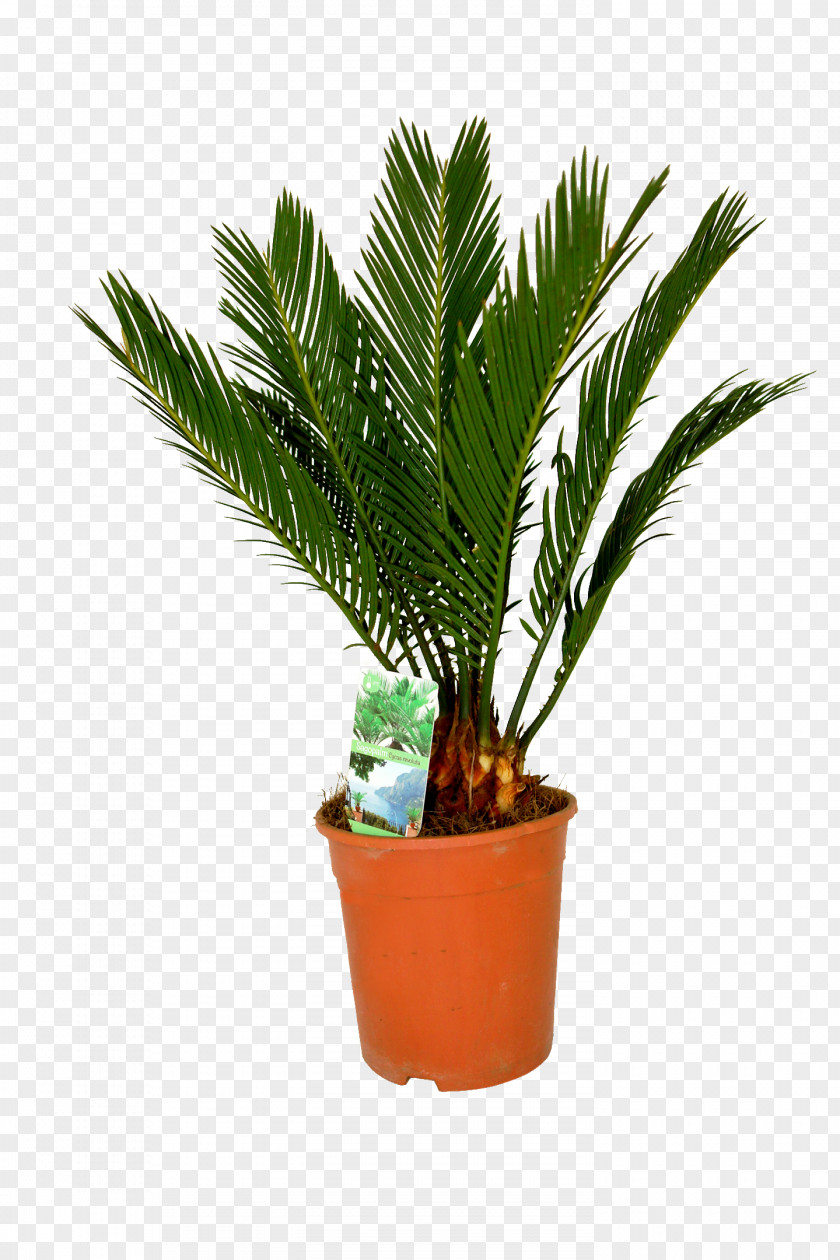 Date Palm Canary Island Houseplant Arecaceae Sago PNG