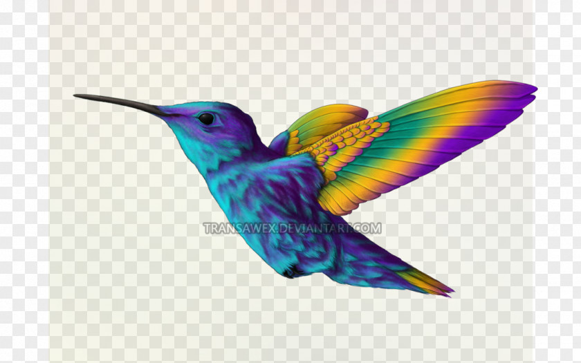 Humming Bird Hummingbird Beak Violet Feather PNG
