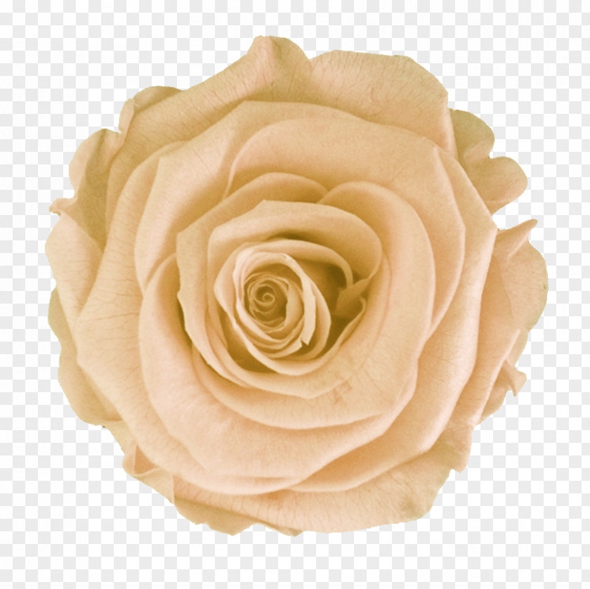 Ranunculus Garden Roses Color White Cabbage Rose Green PNG
