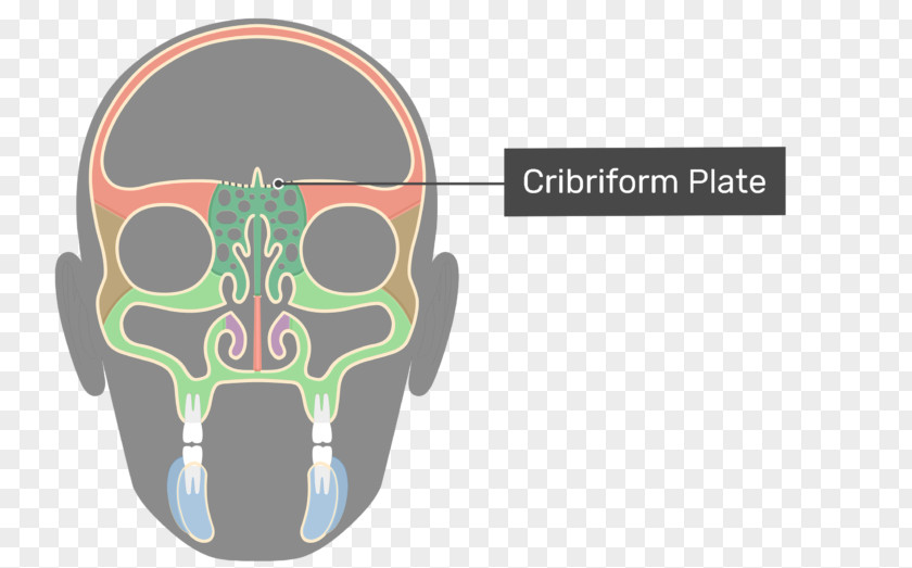Skull Ethmoid Bone Sinus Vomer Anatomy PNG