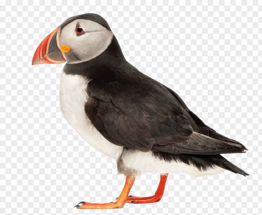 Bird Atlantic Puffin Image Stock Photography PNG