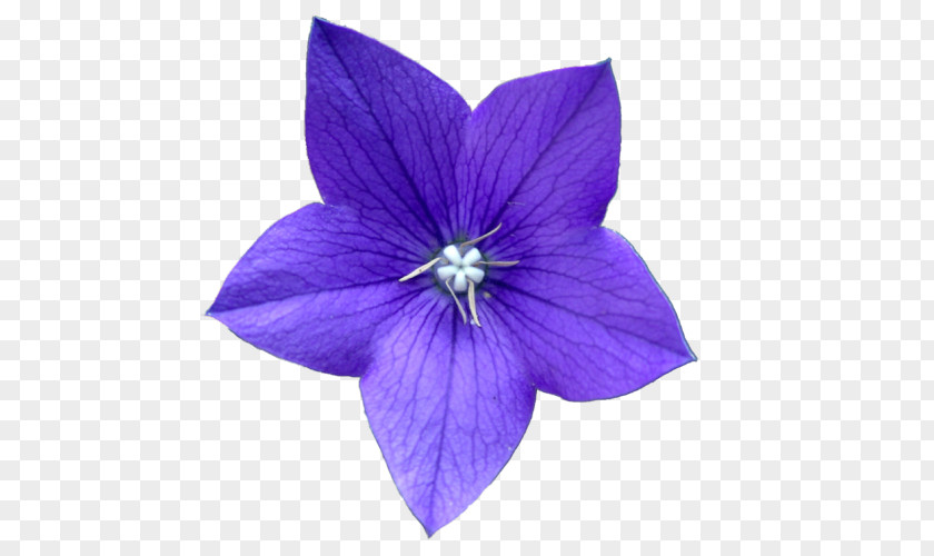 Blue Flower Purple Clip Art PNG