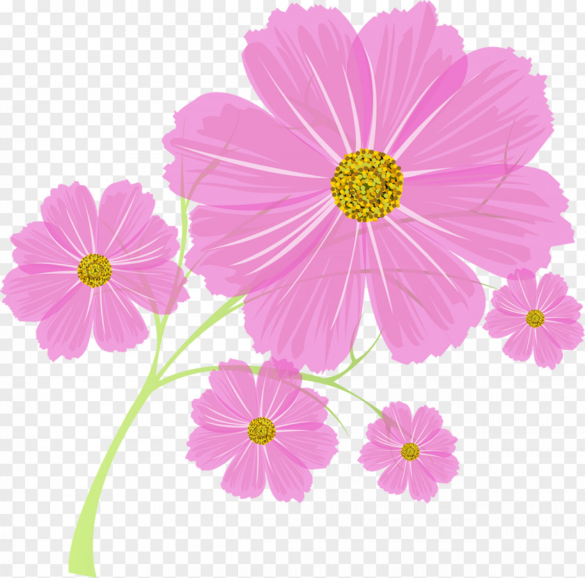 Flower Cosmos Annual Plant PNG