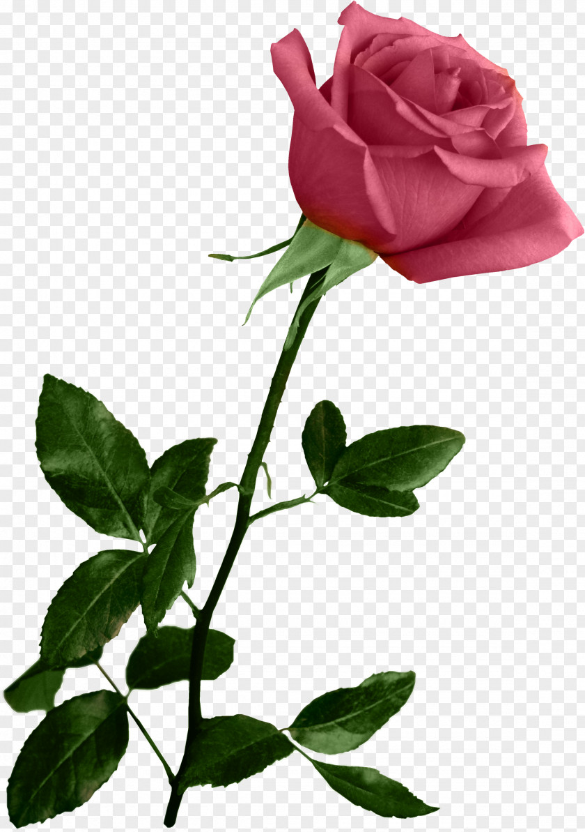 Lavand Flower Art Low Poly PNG