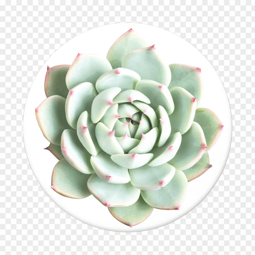 Perennial Plant Pachyphytum Green Leaf Background PNG